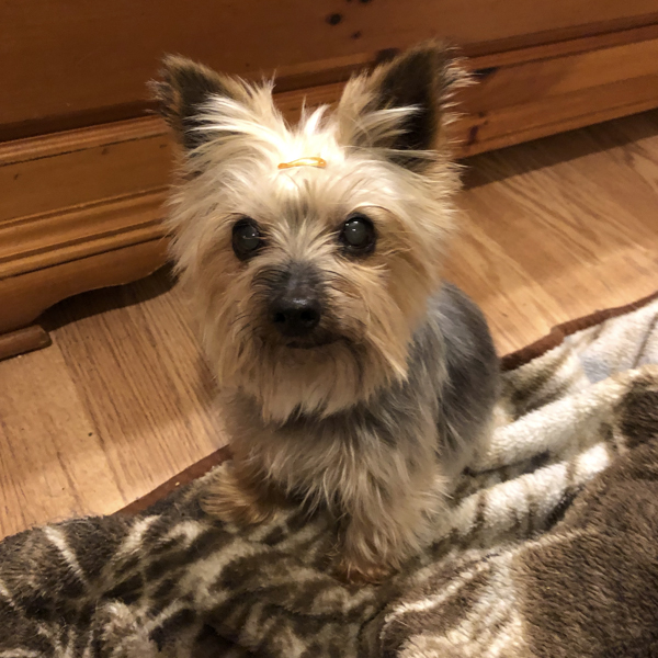 Original pet photo