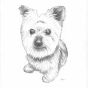 5x7 pencil drawing