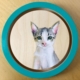 Pet Portrait