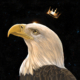KING BALD EAGLE | Carolina Lebar | Animal Kingdom